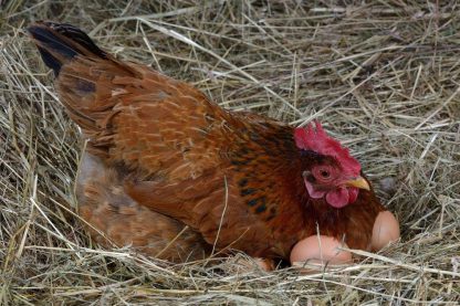 New Hampshire Chicken