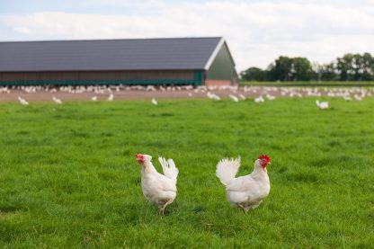 White Leghorn Chickens