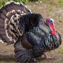 Broad Breasted Bronze Turkey-3802