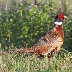 Ringneck Pheasant -4321