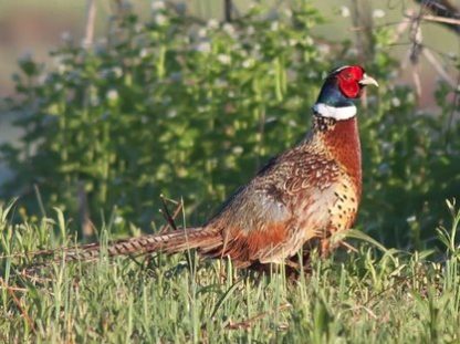 Ringneck Pheasant -4321