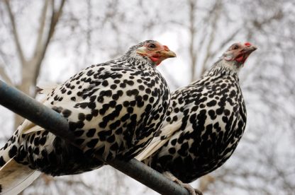 Silver Spangled Hamburg Chicken Rooster