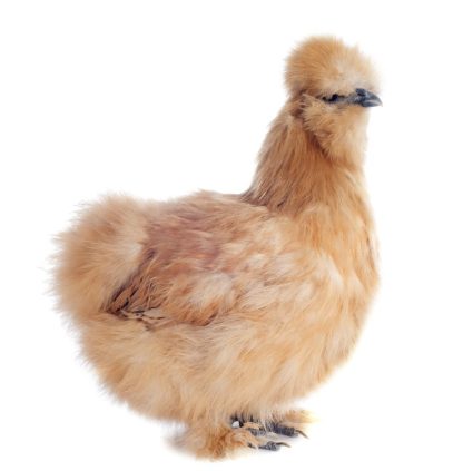 Buff Silkie Bantam Chicken