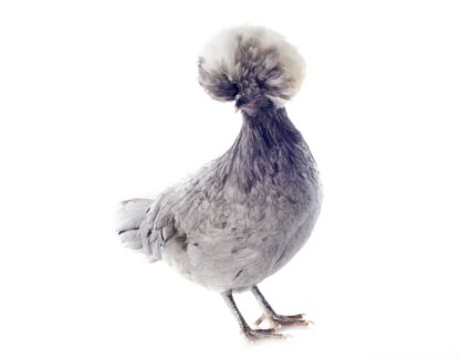 White Crested Blue Polish Chicken