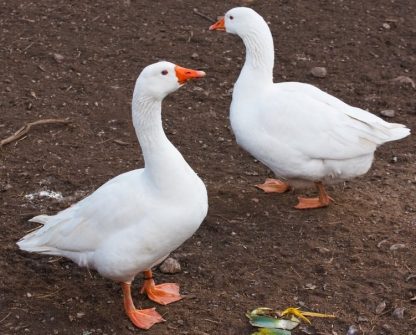 White Embden Geese