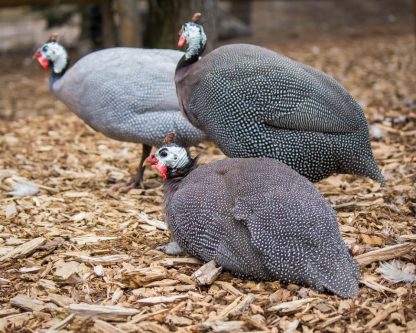 Hatchery Choice Guineas