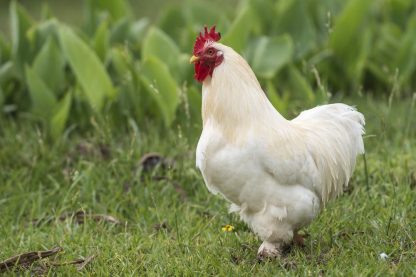 White Cochin Bantam Chicken