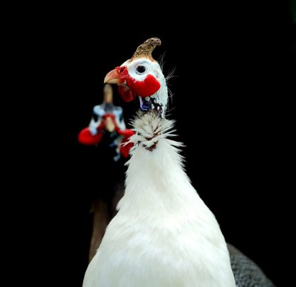 White Guinea