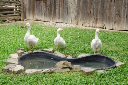 White Embden Geese