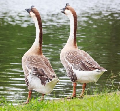 African Geese -3993