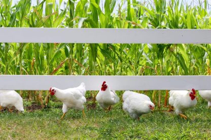 White Plymouth Rock chickens