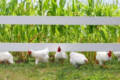 White Plymouth Rock chickens