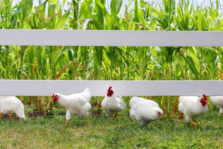 White Plymouth Rock chickens