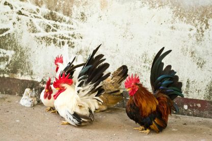 Black Tailed White Japanese Bantams