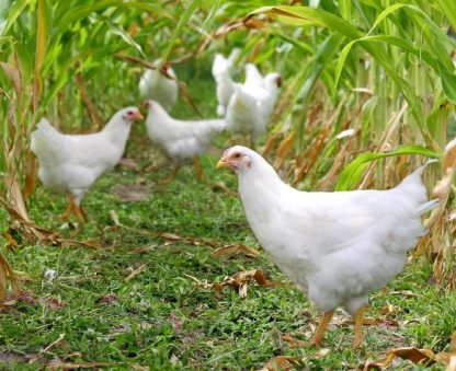 White Plymouth Rock chickens for sale