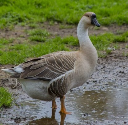 African Geese -3983