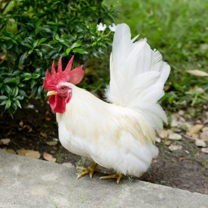 White Japanese Bantam Chicken