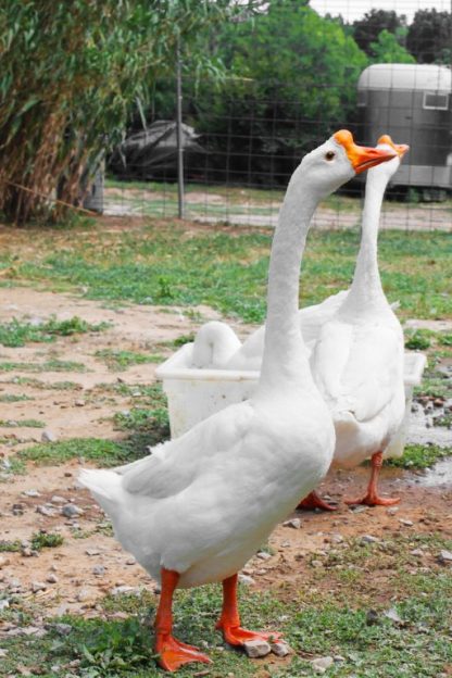 White Chinese Goose