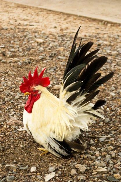 Black Tailed White Japanese Bantams