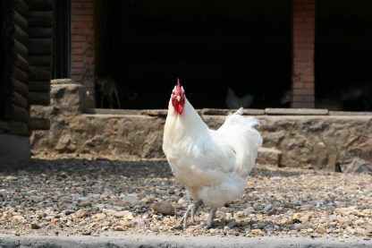 White Jersey Giant Chicken for Sale