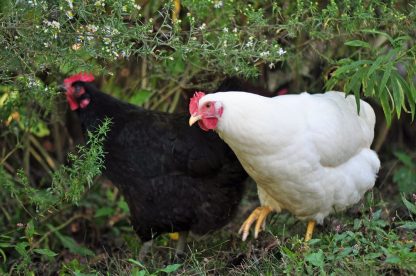 Rhode Island White & Black Chicken