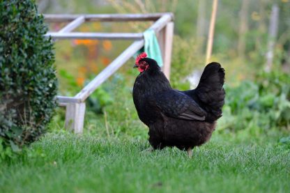 Black Australorp chickens