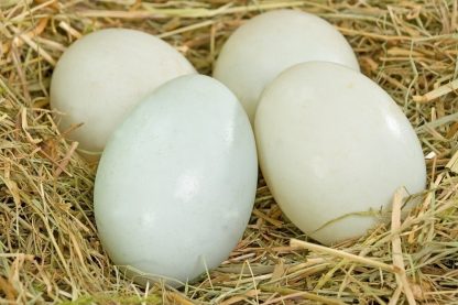 Black Swedish Duck Eggs