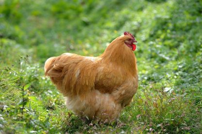 Buff Orpington chicken