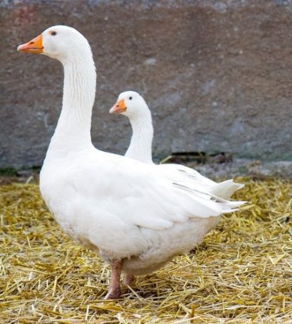 White Embden Geese