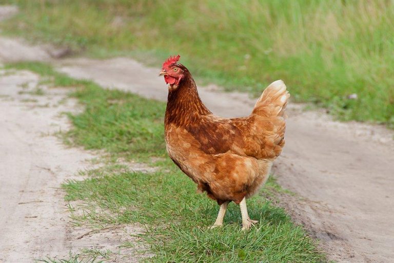 Cinnamon Queen™ Chicken
