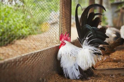 Black Tailed White Japanese Bantam-3163