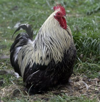 Birchen Cochin Bantam