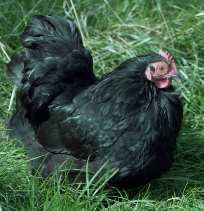 Black Cochin Bantam