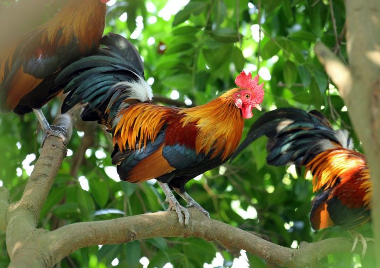 Red Jungle Fowl Chicken