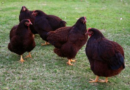 Rhode Island Red Bantams