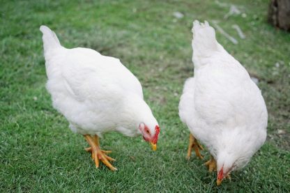 White Plymouth Rock chickens