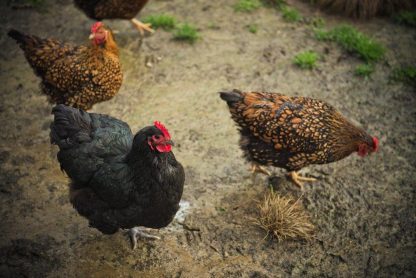 Black Jersey Giant Chickens