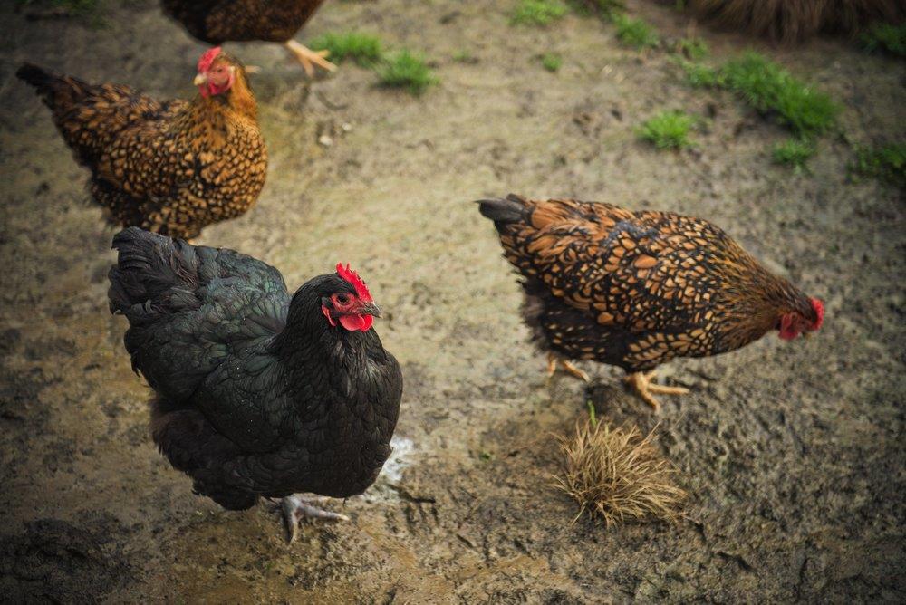 black jersey giant chickens for sale