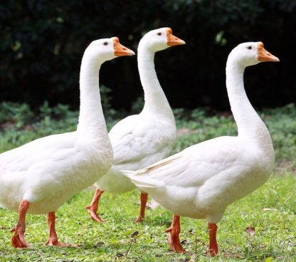 White Chinese Goose