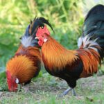 Red Jungle Fowl Chicken