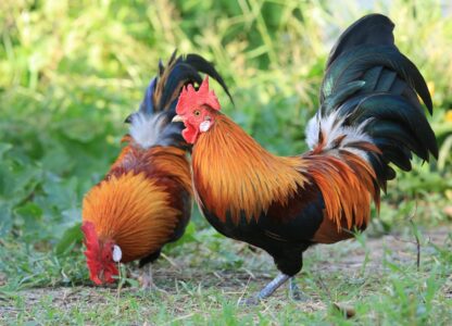 Red Jungle Fowl Chicken