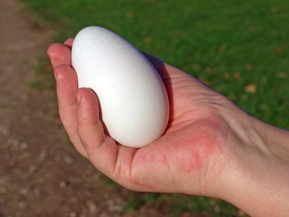 White Embden Goose Egg