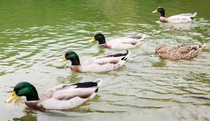 Rouen Ducks