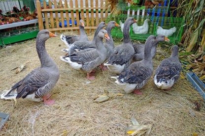 Toulouse Geese