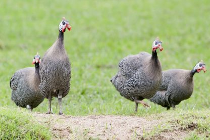 Pearl Grey Guineas