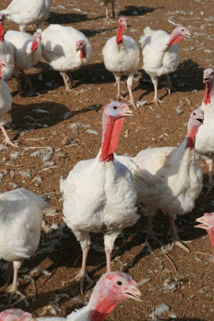 White Broad Breasted Turkeys