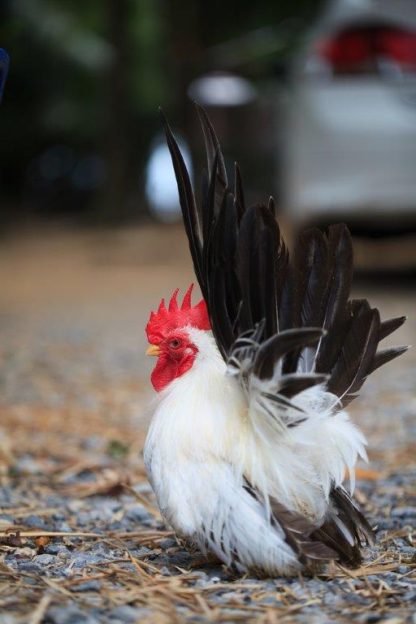 Black Tailed White Japanese Bantams