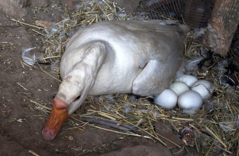 White Chinese Goose
