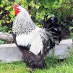 Dark Brahma Chicken