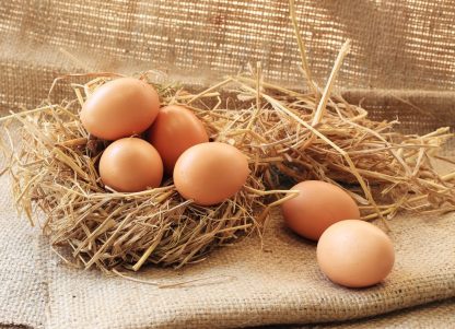 Buckeye Chicken Eggs